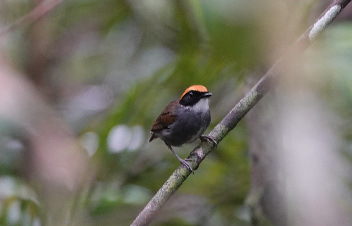 Black-cheeked Gnateater - ML642430301