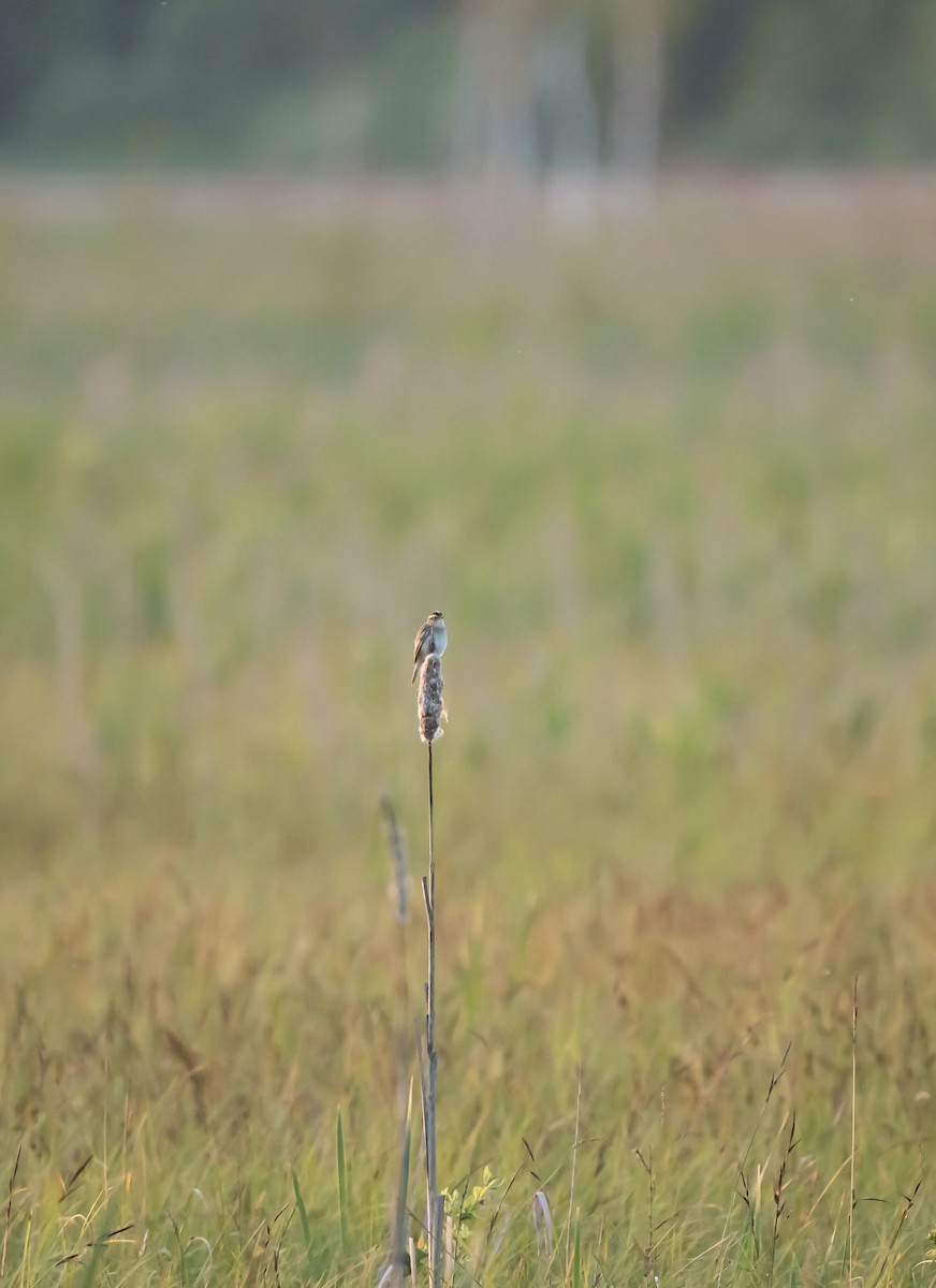 Aquatic Warbler - ML642430314