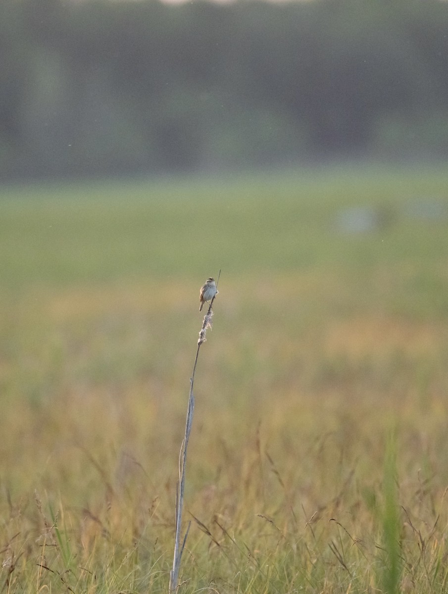 Aquatic Warbler - ML642430316