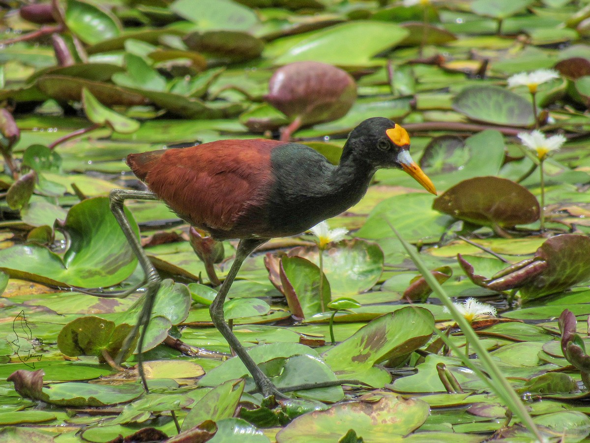 Northern Jacana - ML642430375