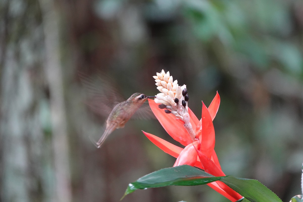 Hook-billed Hermit - ML642430379