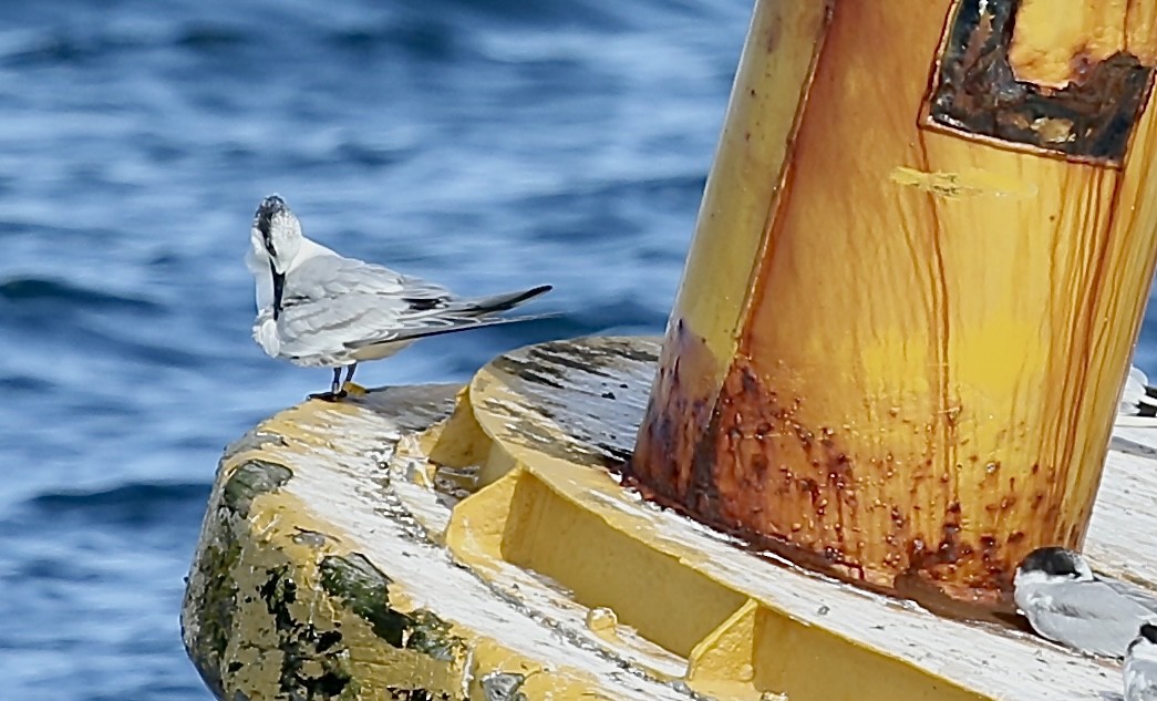 Sandwich Tern - ML642430380