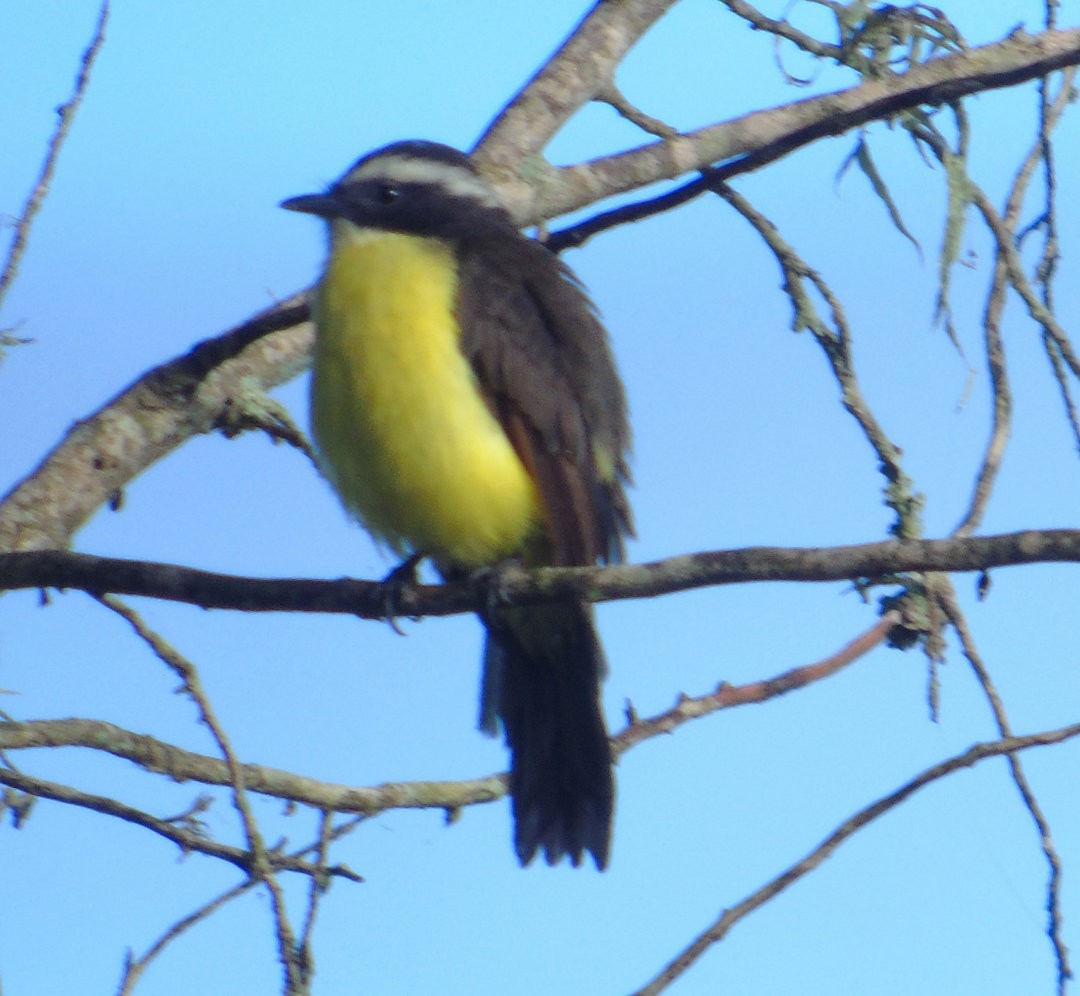 Rusty-margined Flycatcher - ML642430381