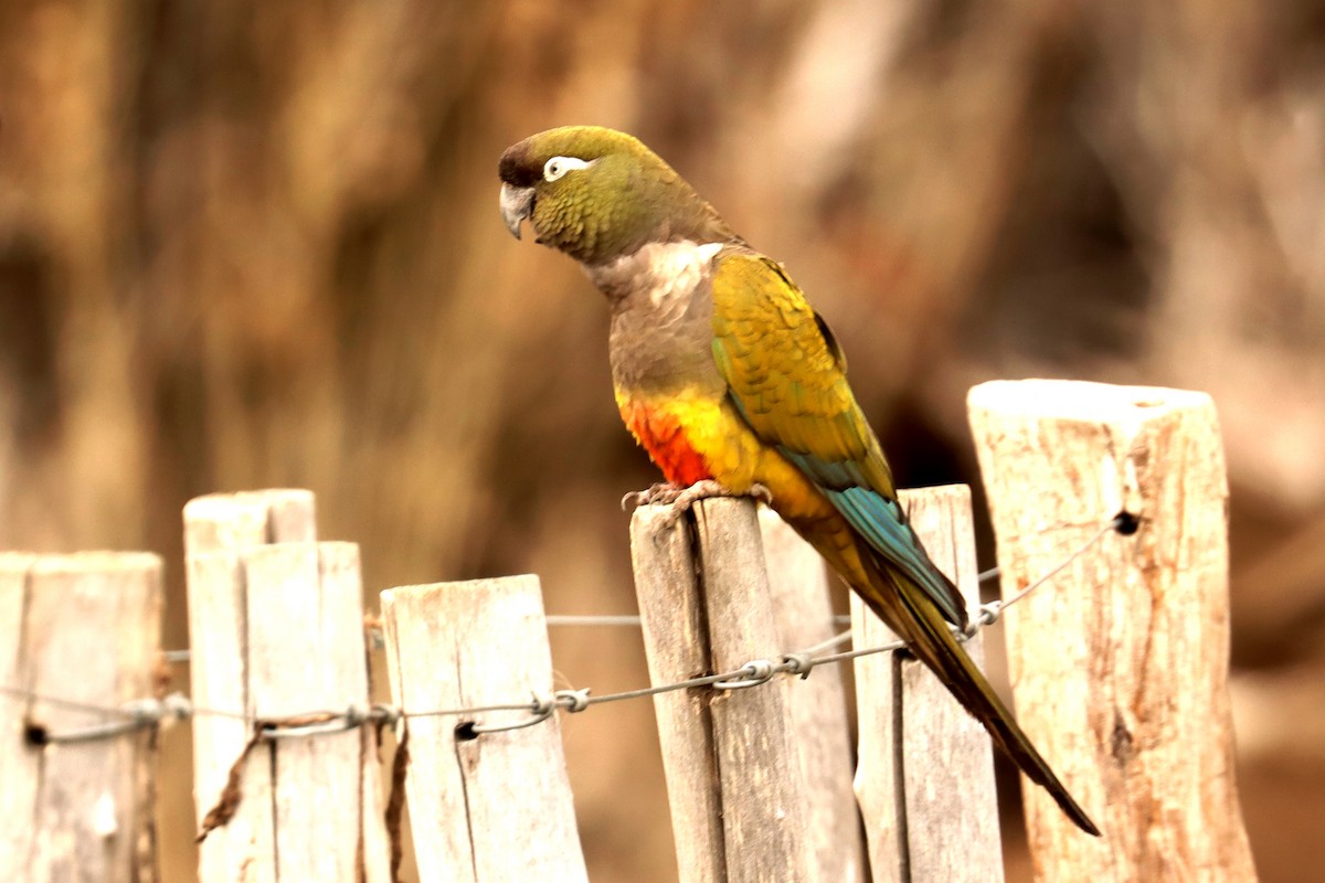 Burrowing Parakeet - ML642430383