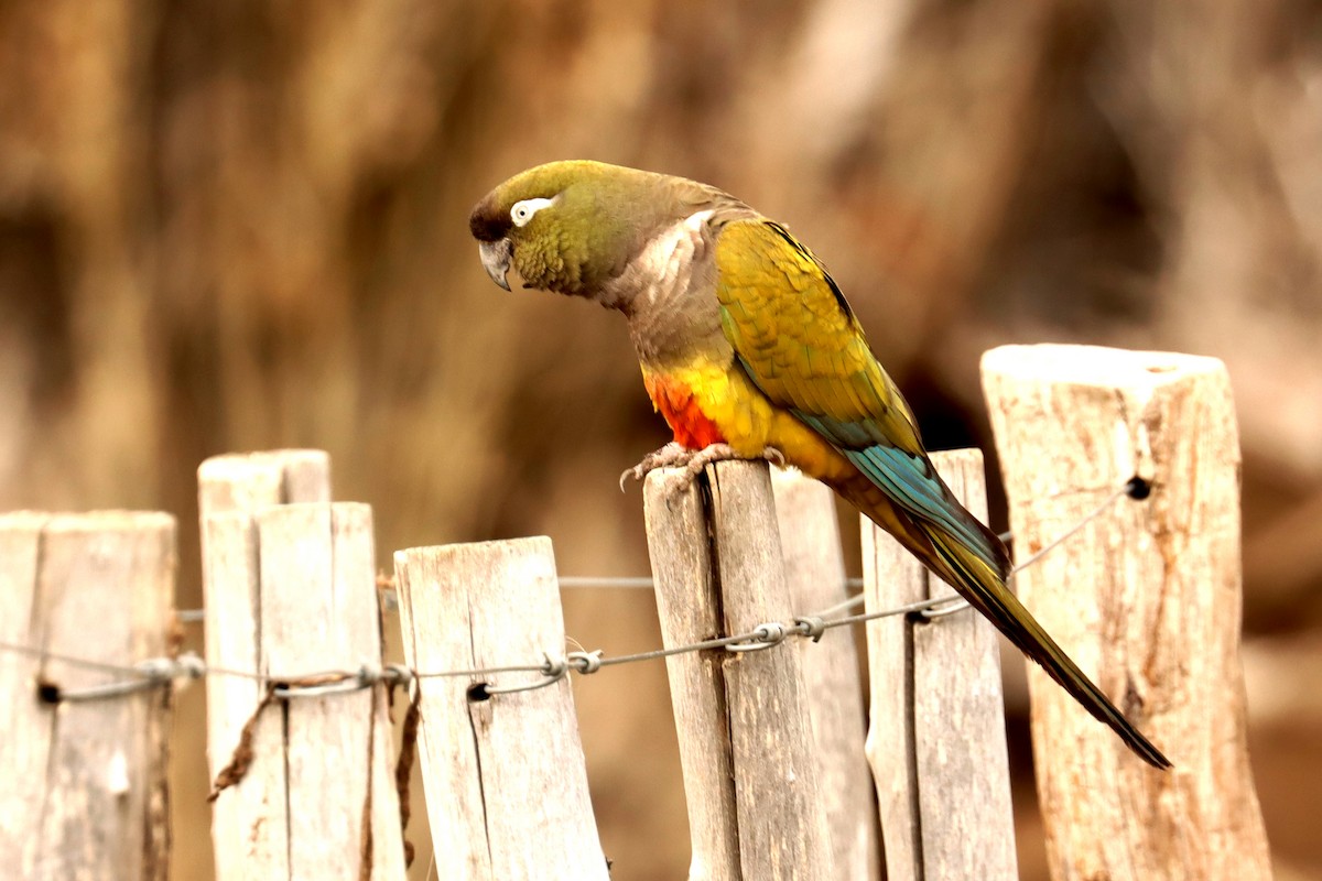 Burrowing Parakeet - ML642430384
