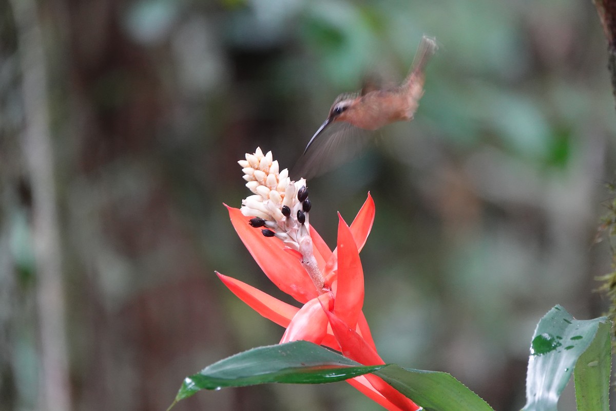 Hook-billed Hermit - ML642430385