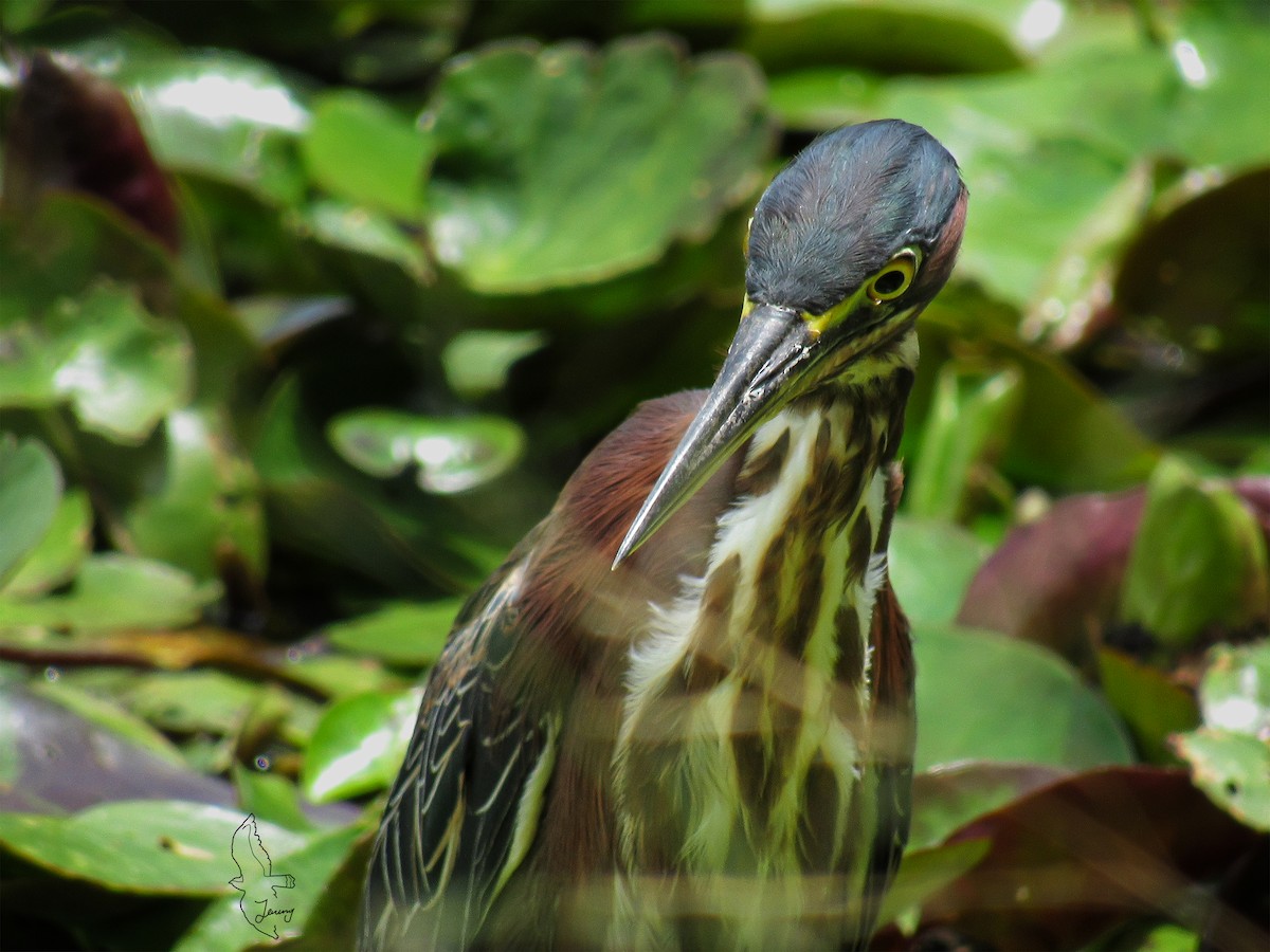 Green Heron - ML642430386