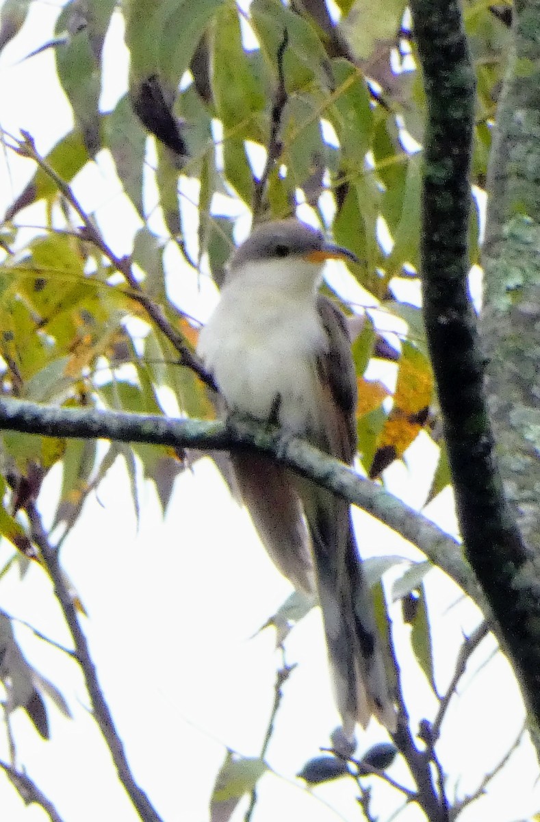 Yellow-billed Cuckoo - ML642430389