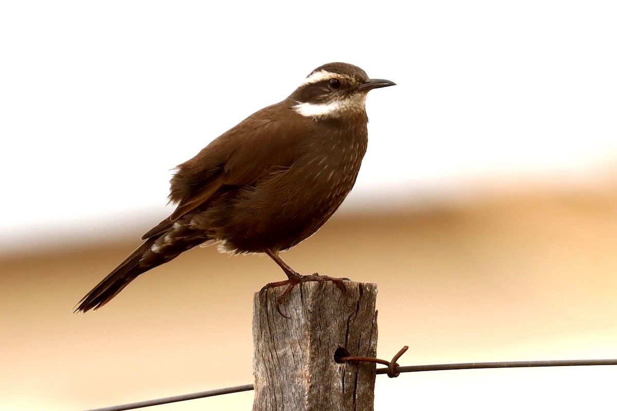 Dark-bellied Cinclodes - ML642430391