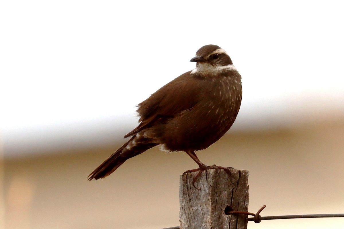 Dark-bellied Cinclodes - ML642430392