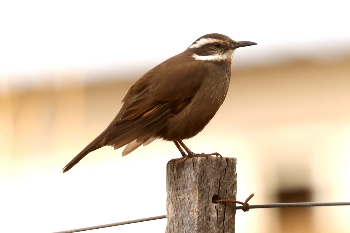 Dark-bellied Cinclodes - ML642430393