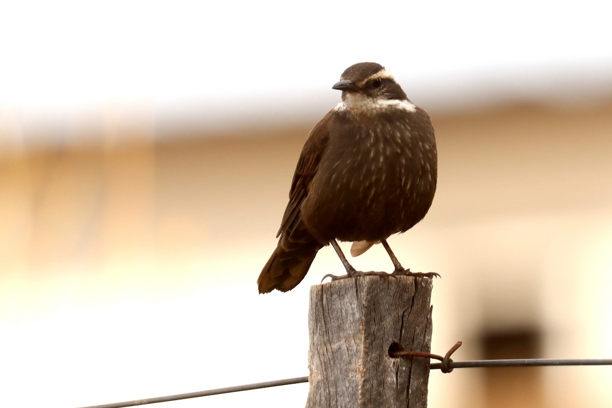 Dark-bellied Cinclodes - ML642430394