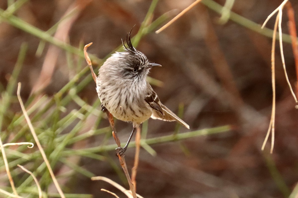 Tufted Tit-Tyrant - ML642430396