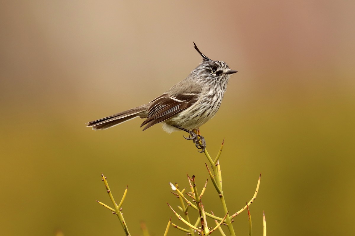 Tufted Tit-Tyrant - ML642430397