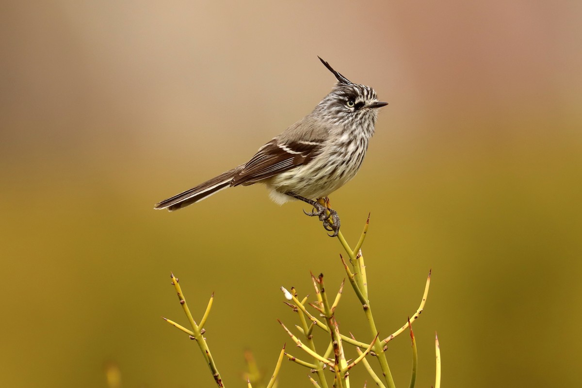 Tufted Tit-Tyrant - ML642430398