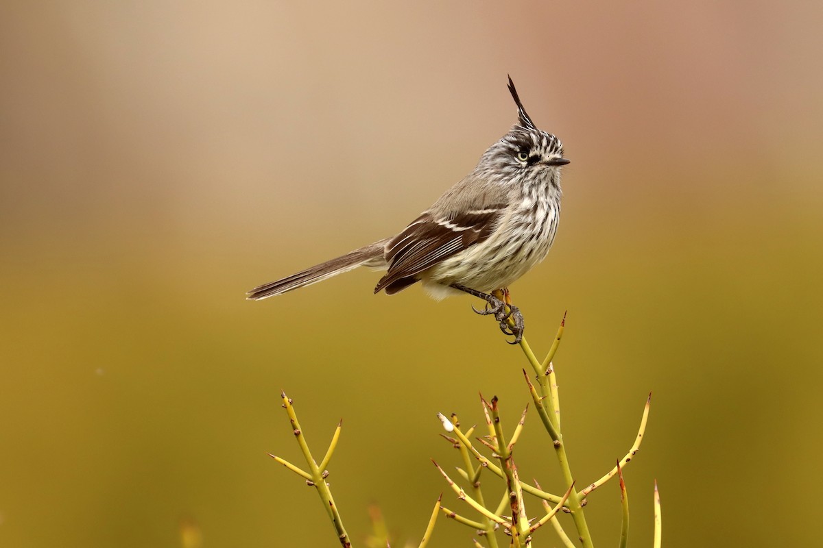 Tufted Tit-Tyrant - ML642430399