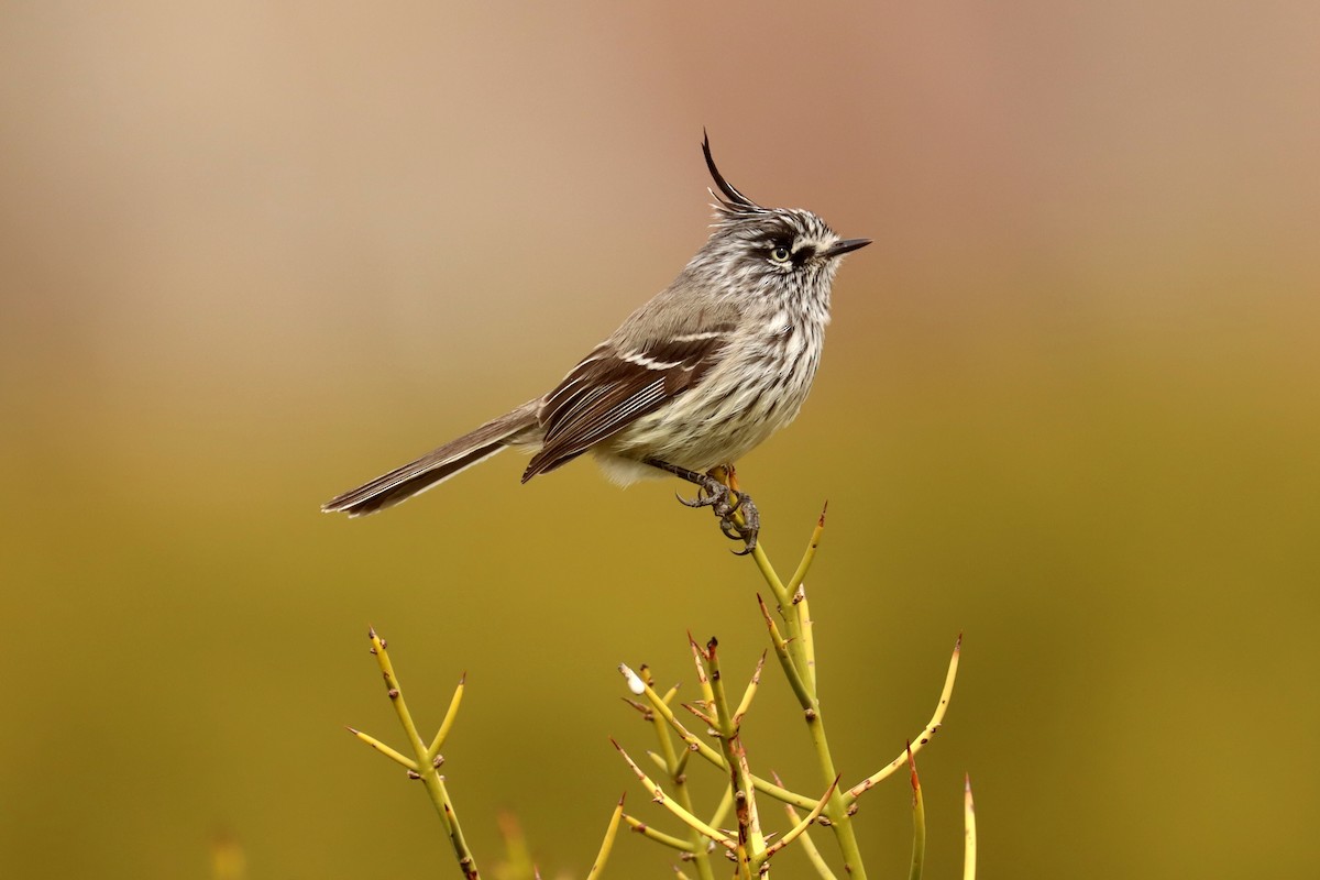 Tufted Tit-Tyrant - ML642430401
