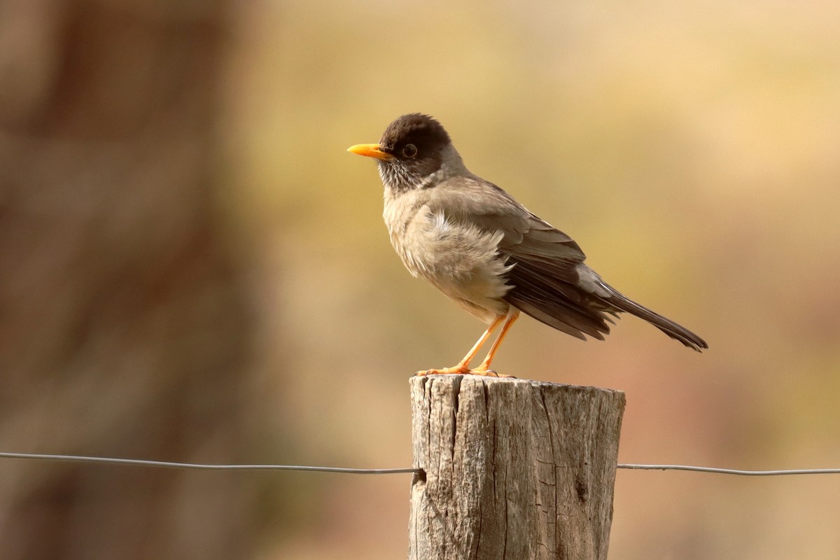 Austral Thrush - ML642430404