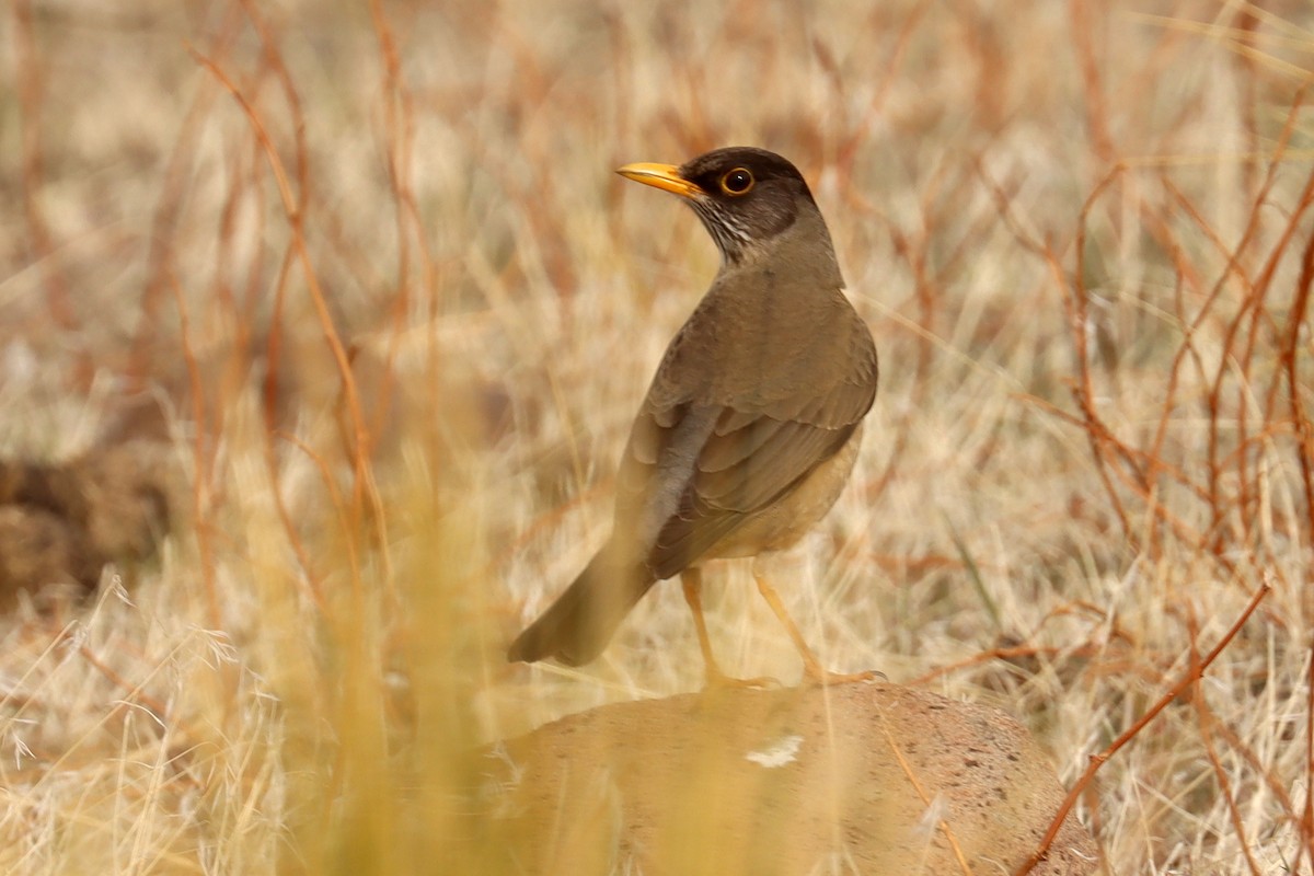 Austral Thrush - ML642430405