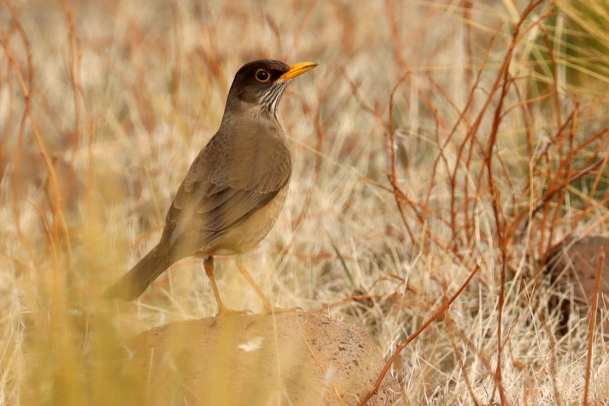 Austral Thrush - ML642430406