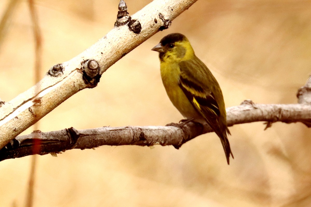 Black-chinned Siskin - ML642430408