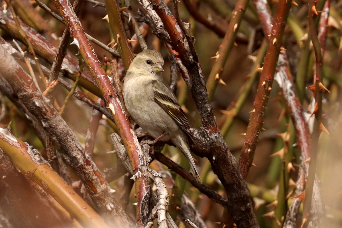 Black-chinned Siskin - ML642430410
