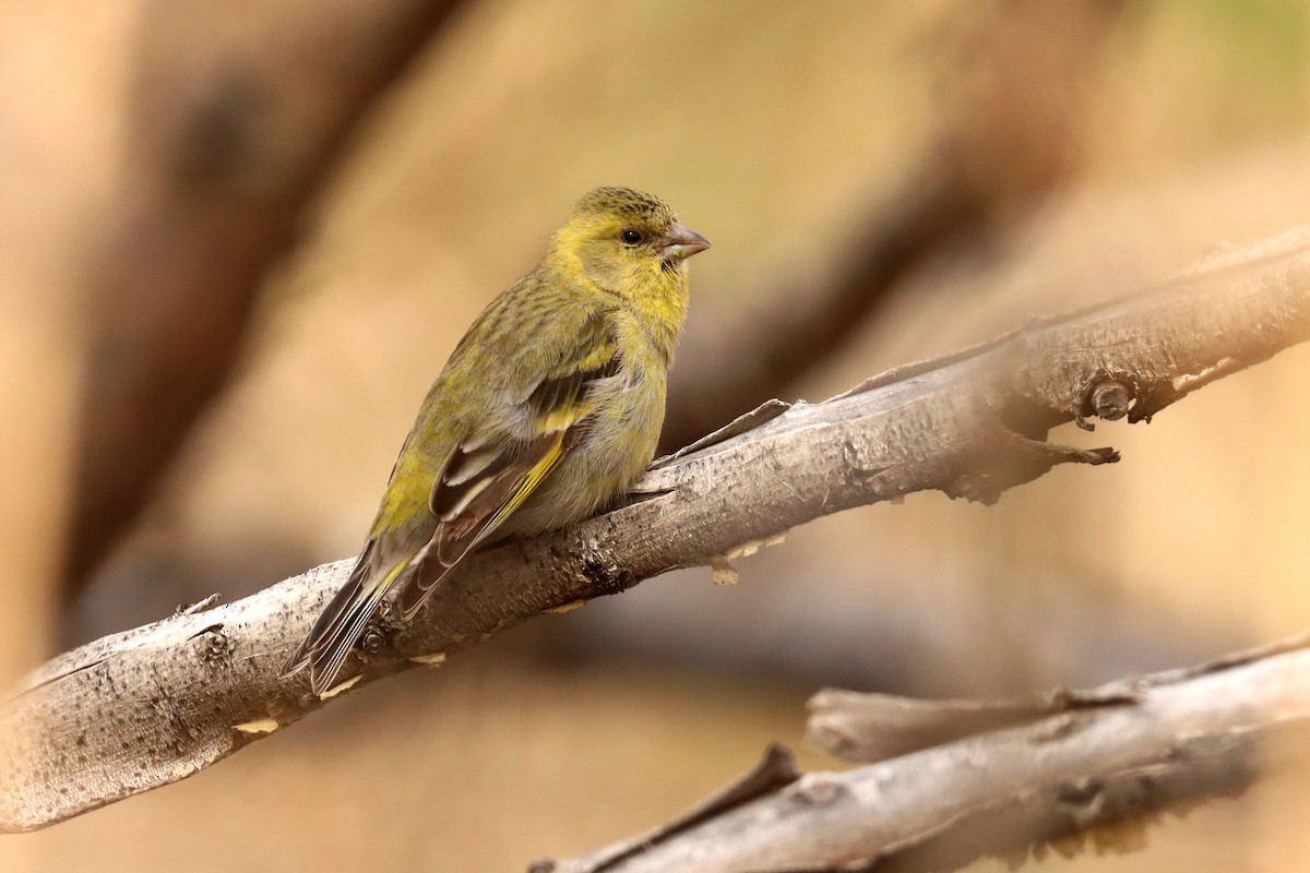 Black-chinned Siskin - ML642430411