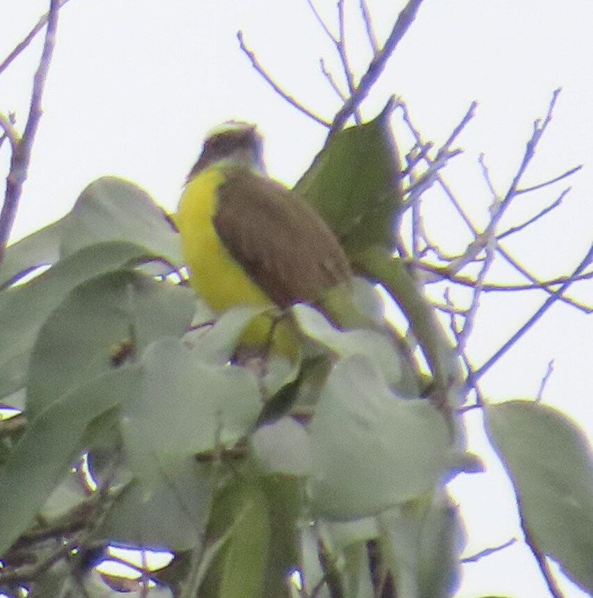 Rusty-margined Flycatcher - ML642430412