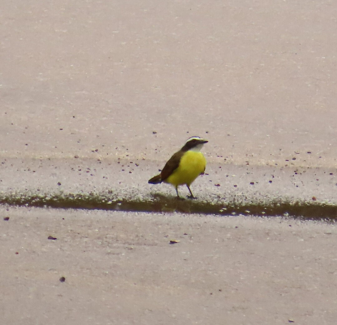 Rusty-margined Flycatcher - ML642430413