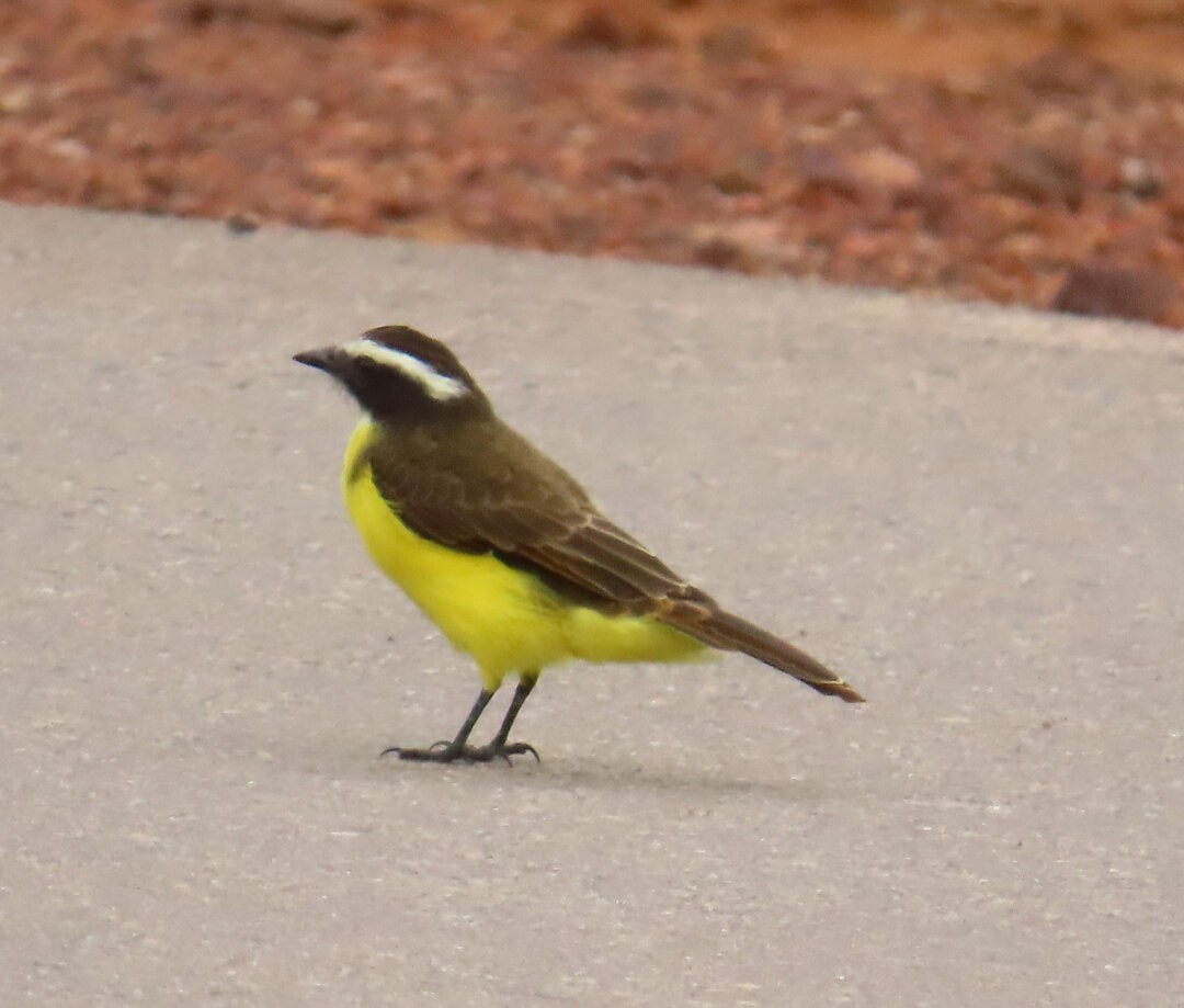 Rusty-margined Flycatcher - ML642430414