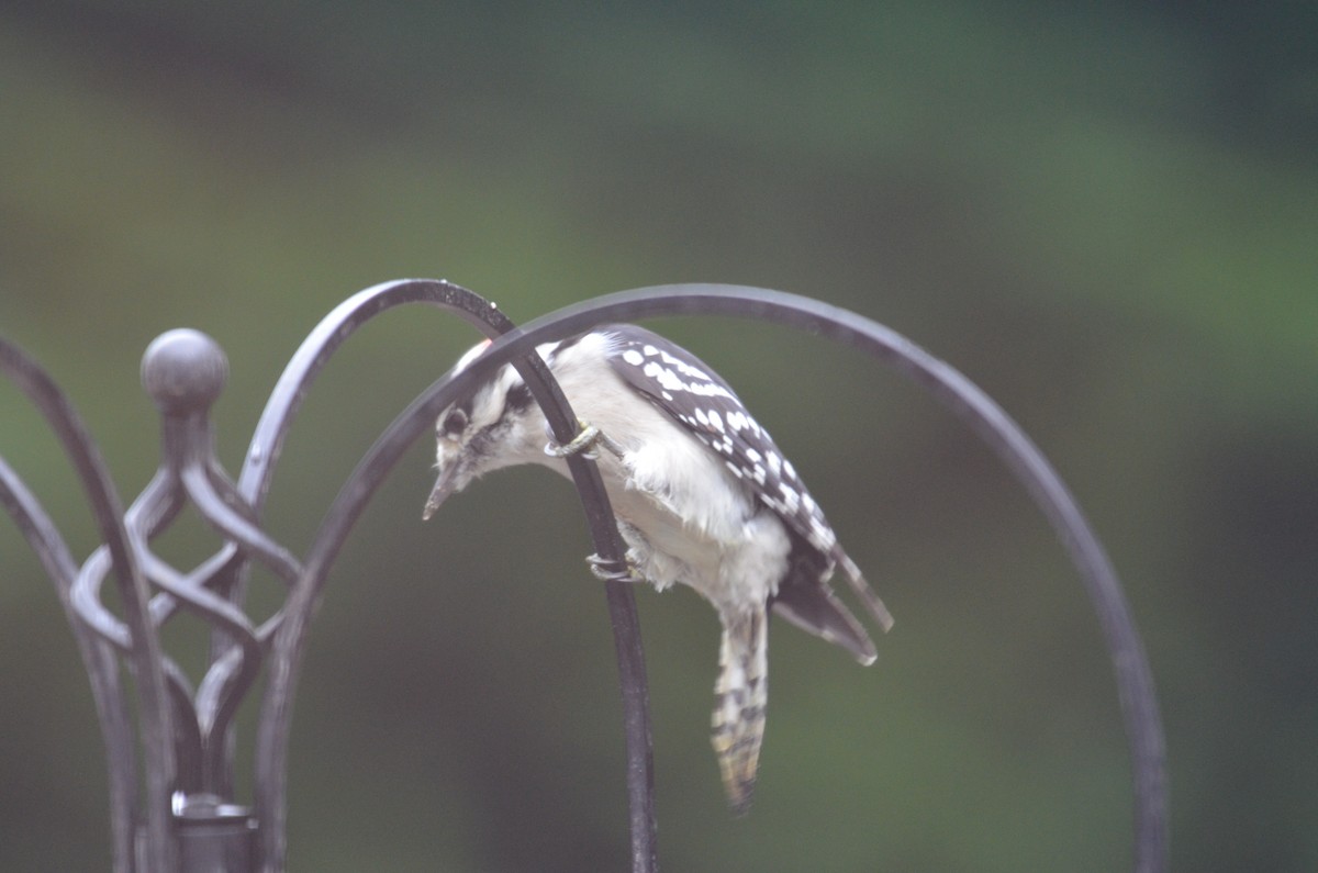 Downy Woodpecker - ML642430415