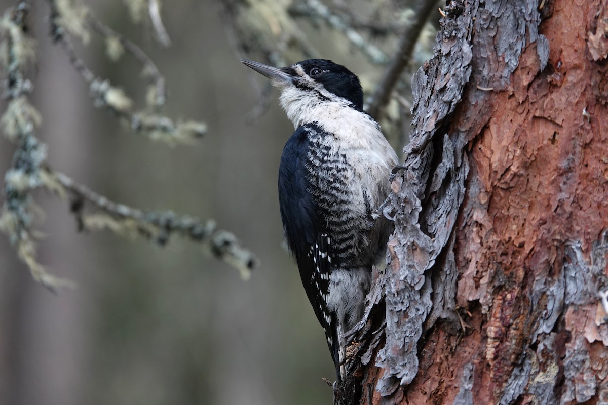 Black-backed Woodpecker - ML642430416