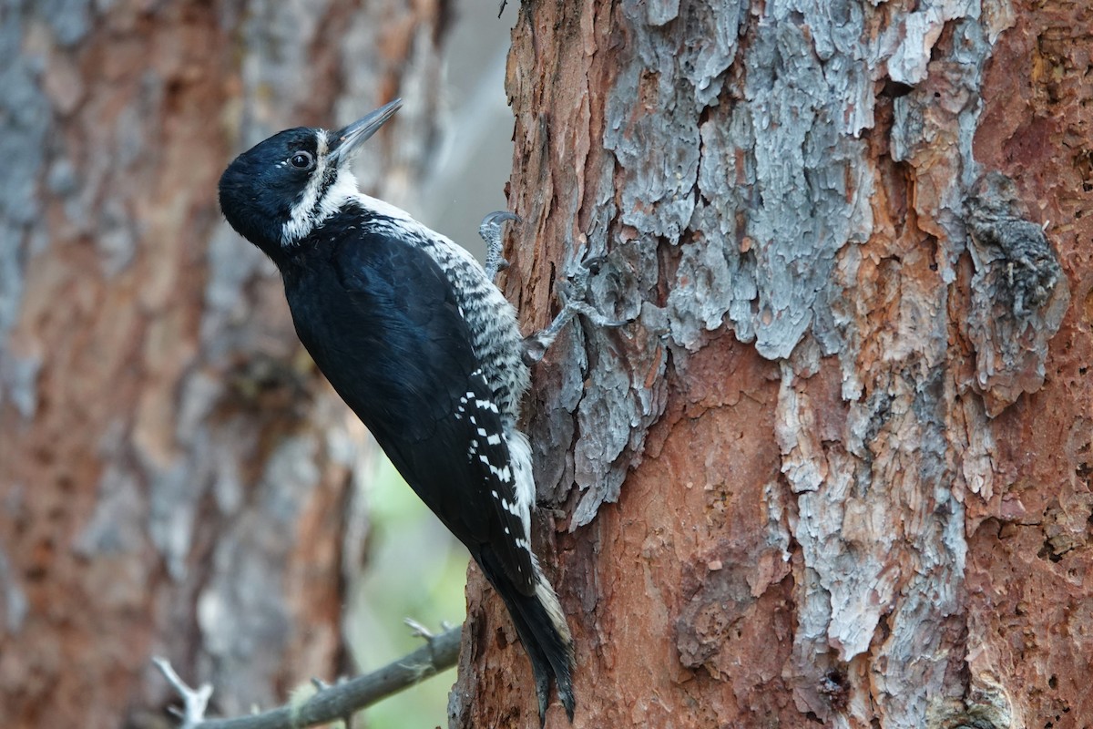 Black-backed Woodpecker - ML642430417