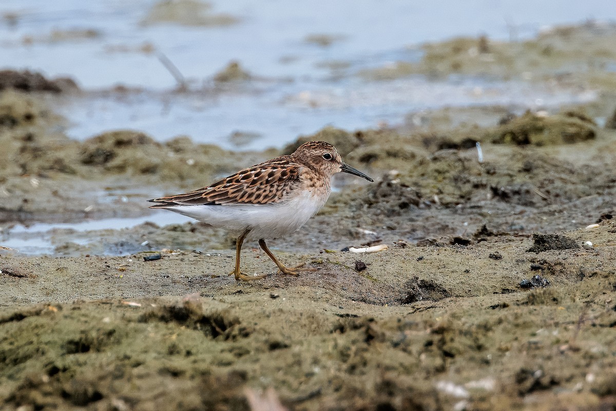 Least Sandpiper - ML642430422
