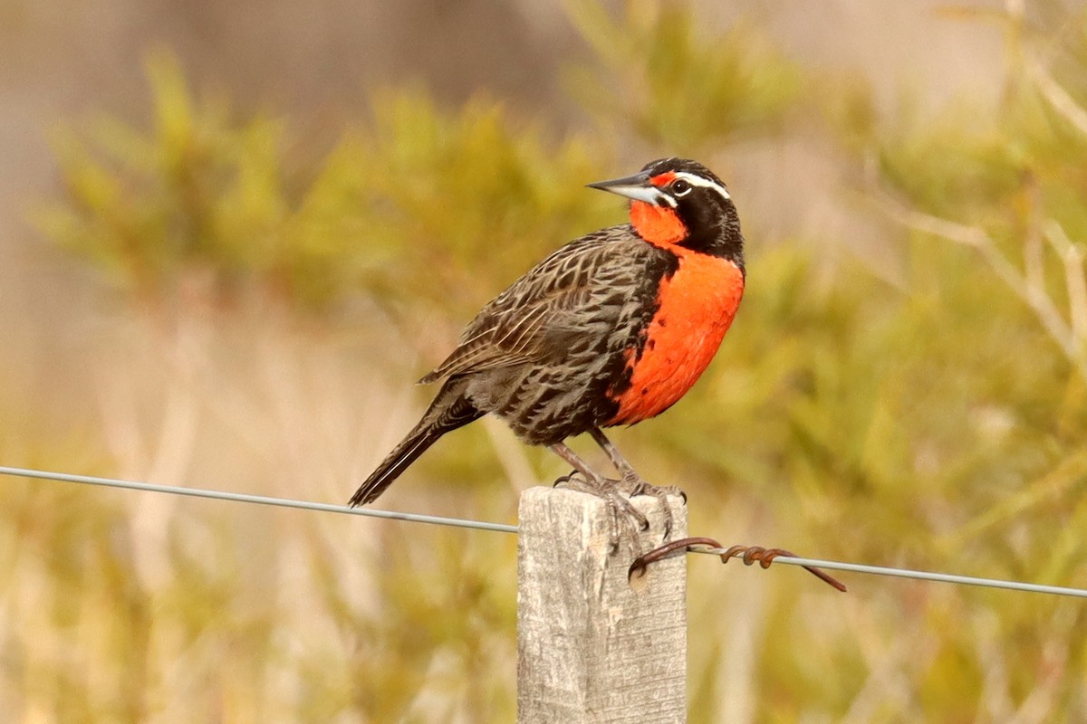 Long-tailed Meadowlark - ML642430424