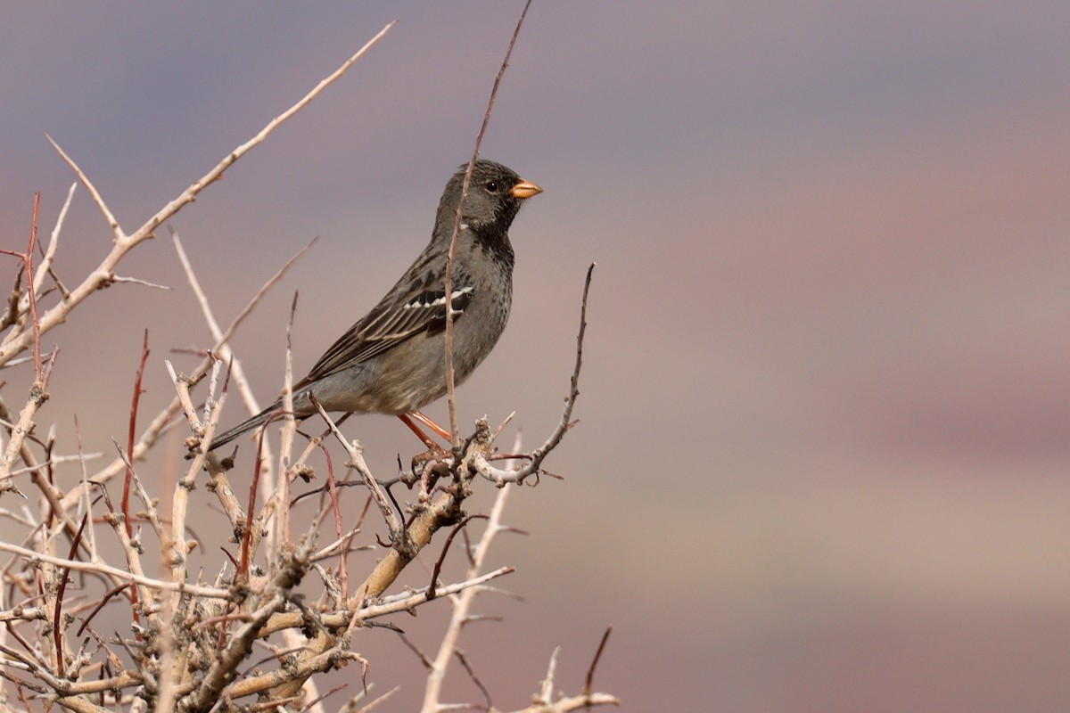 Mourning Sierra Finch - ML642430430