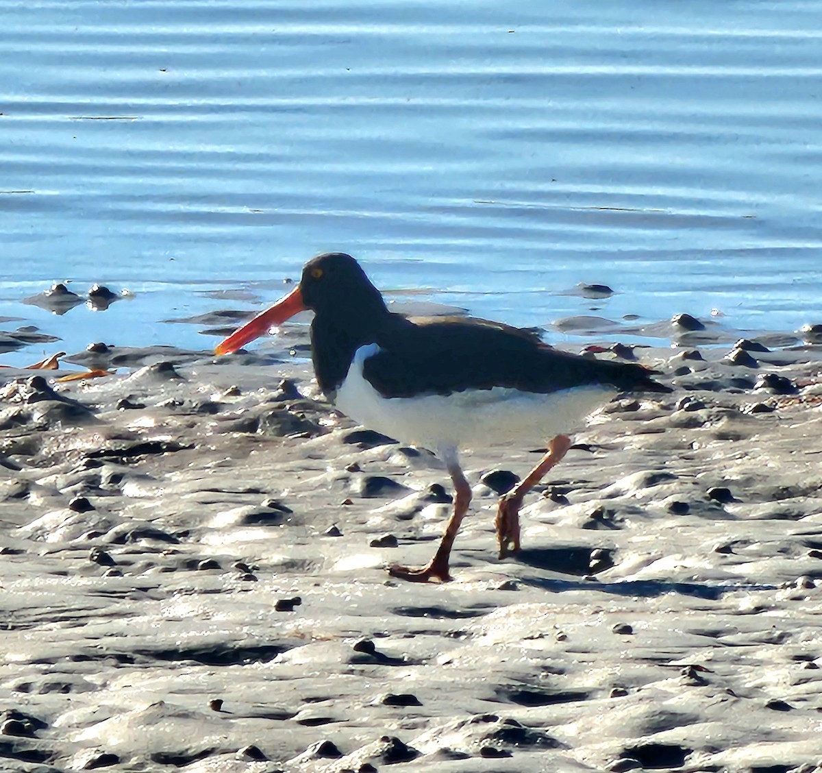 American Oystercatcher - ML642430444