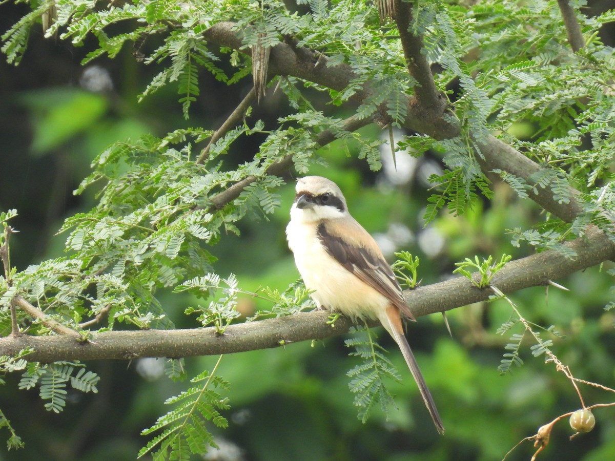 Long-tailed Shrike - ML642430445