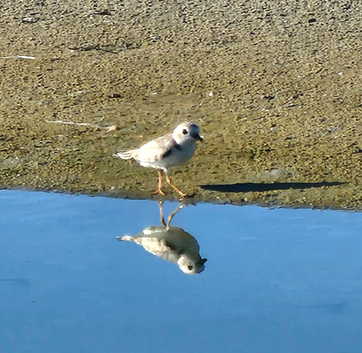 Piping Plover - ML642430447