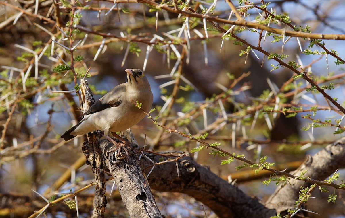 Wattled Starling - ML642430469