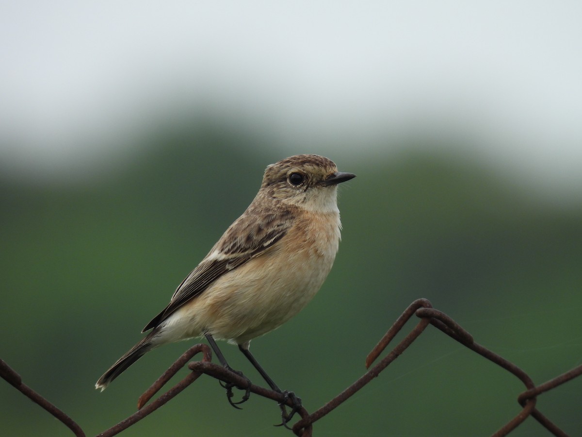 Siberian Stonechat - ML642430471