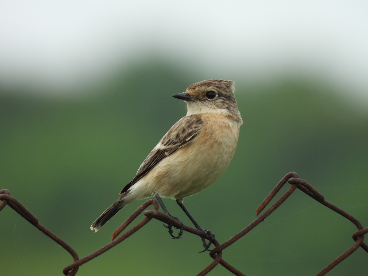 Siberian Stonechat - ML642430472