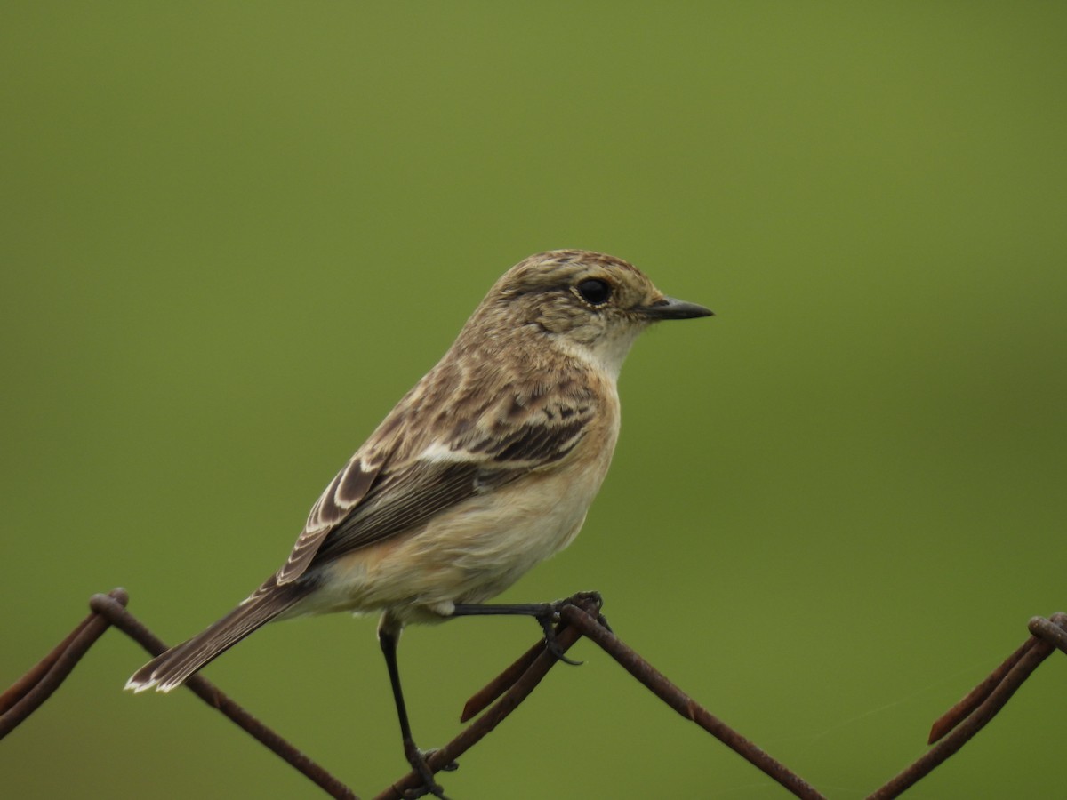 Siberian Stonechat - ML642430473
