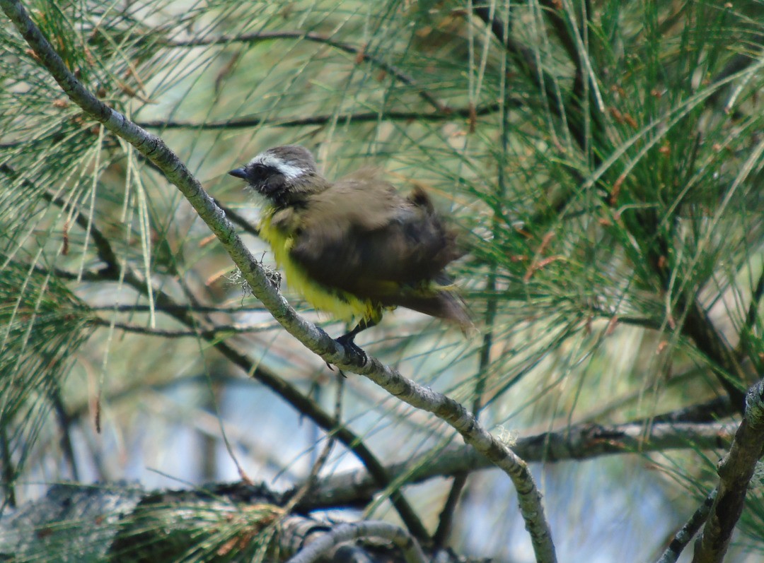 Social Flycatcher - ML642430475