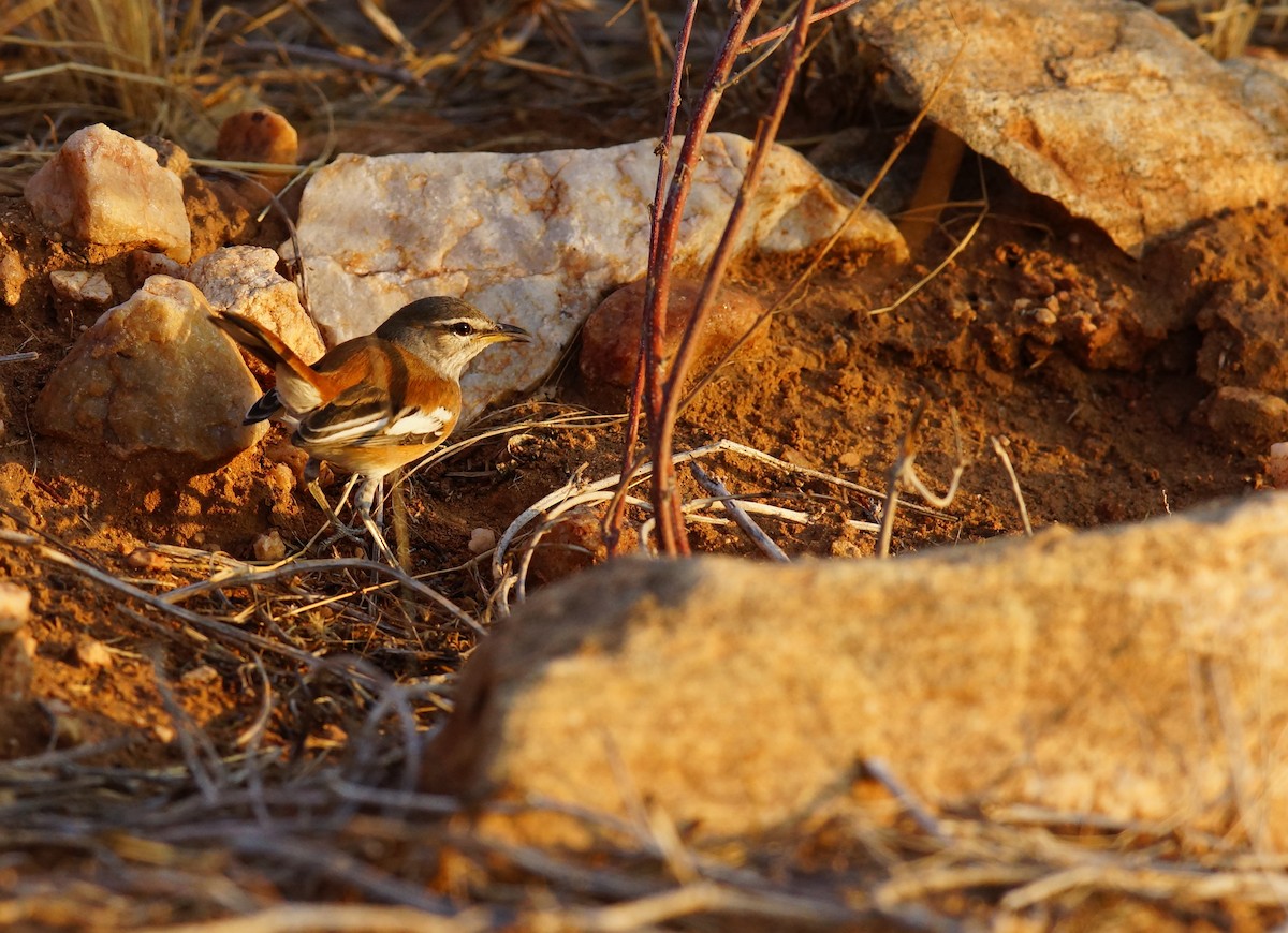 White-browed Scrub-Robin - ML642430478