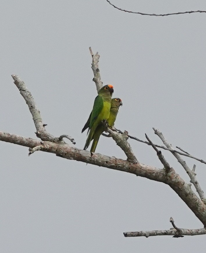 Red-browed Amazon - ML642430482