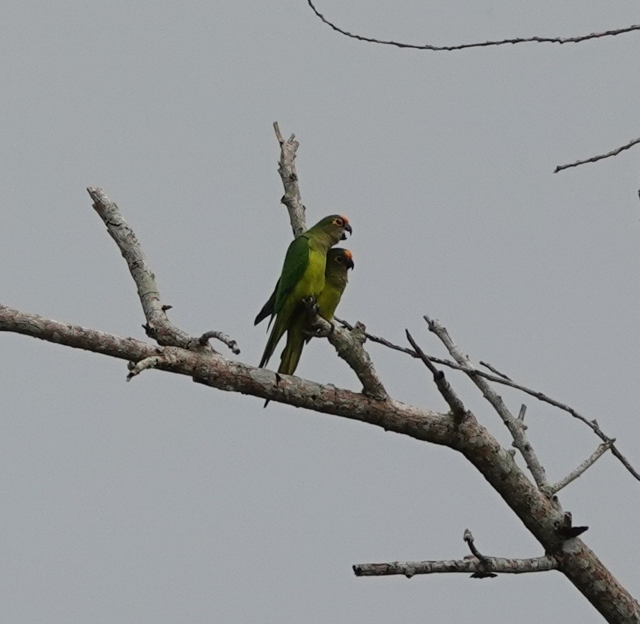 Red-browed Amazon - ML642430483
