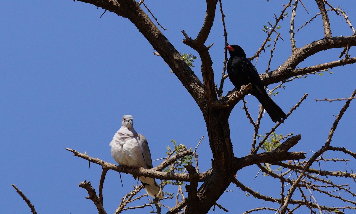 Red-billed Buffalo-Weaver - ML642430484