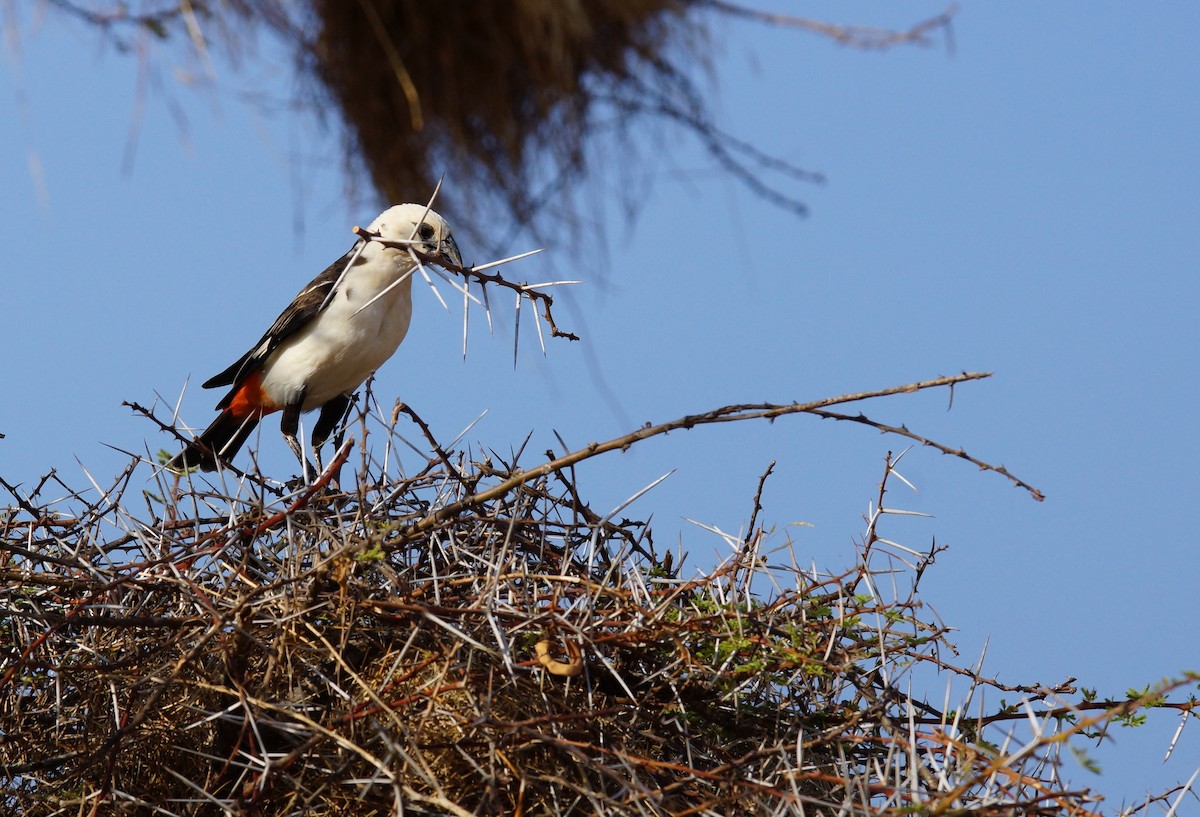 White-headed Buffalo-Weaver - ML642430492