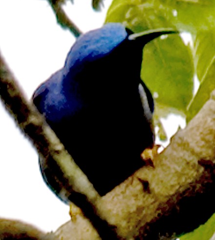 Purple Honeycreeper - ML642430504